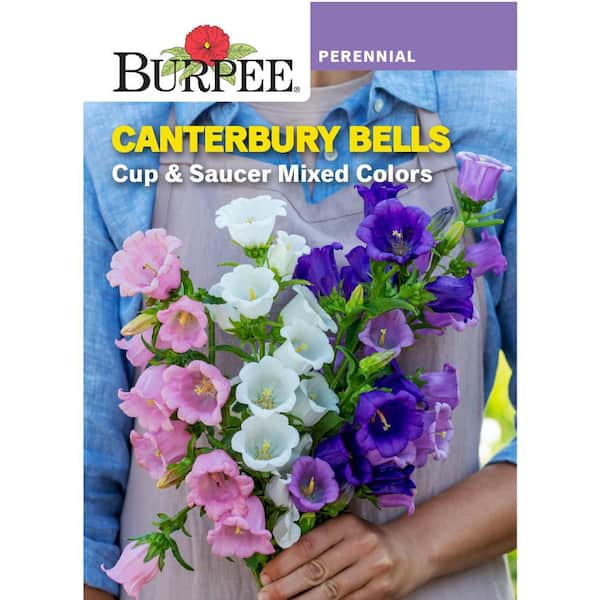 Perennial Canterbury Bells Flower Seed
