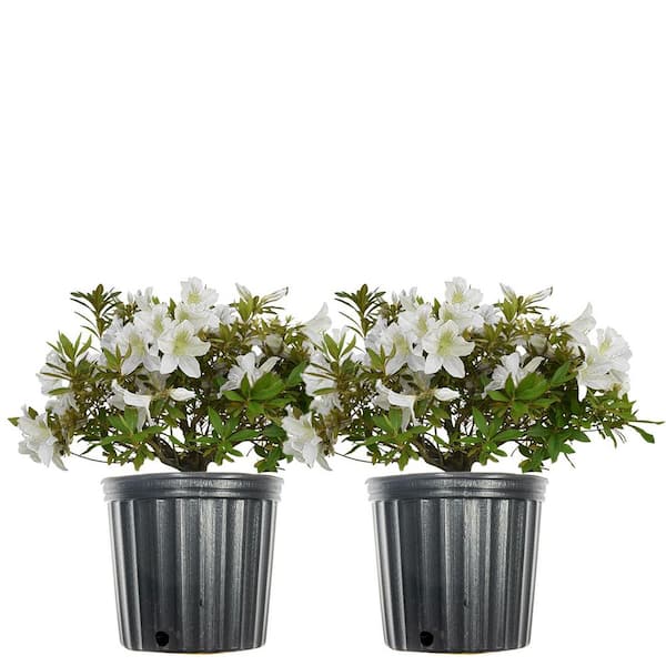 Perfect Plants 3 Gal. GG Gerbing Azalea Flowering Shrub (2-Pack)