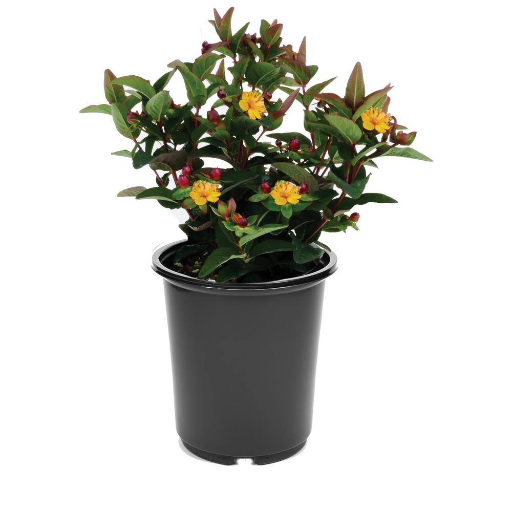 2.5 qt. Yellow Hypericum Granger Perennial