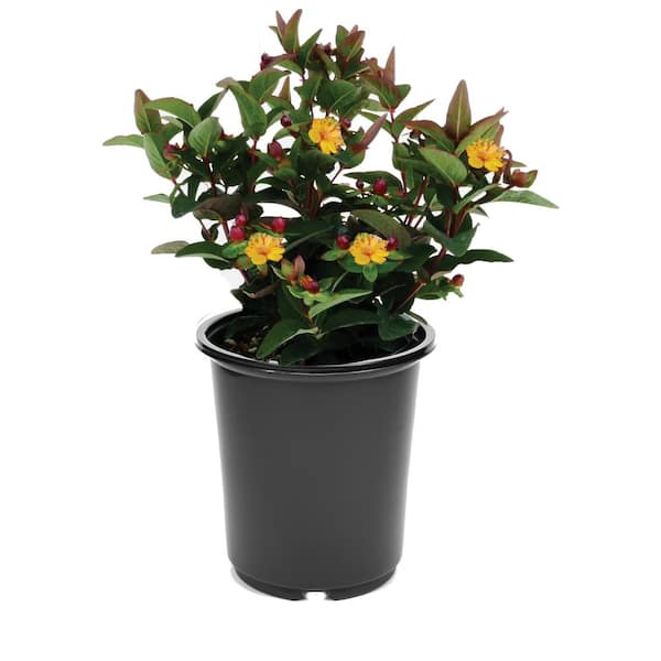 Unbranded 2.5 qt. Yellow Hypericum Granger Perennial