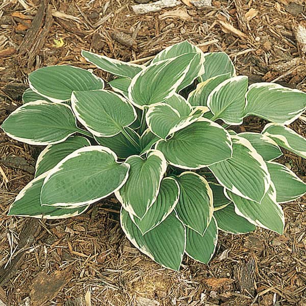 Unbranded #1 Francee White Variegated Hosta Plant