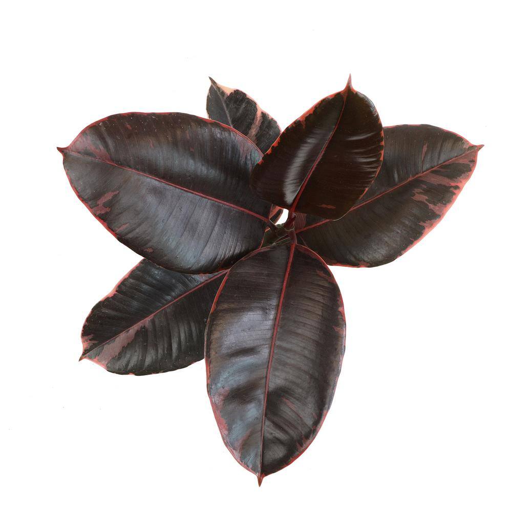Ruby Ficus Rubber Tree in Black Plastic Planter