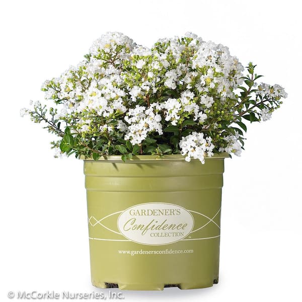 Vigoro 2 Gal. Diamond Dazzle Crape Myrtle Dwarf Live Shrub (Lagerstroemia) with Clear White Flowers, Decidous