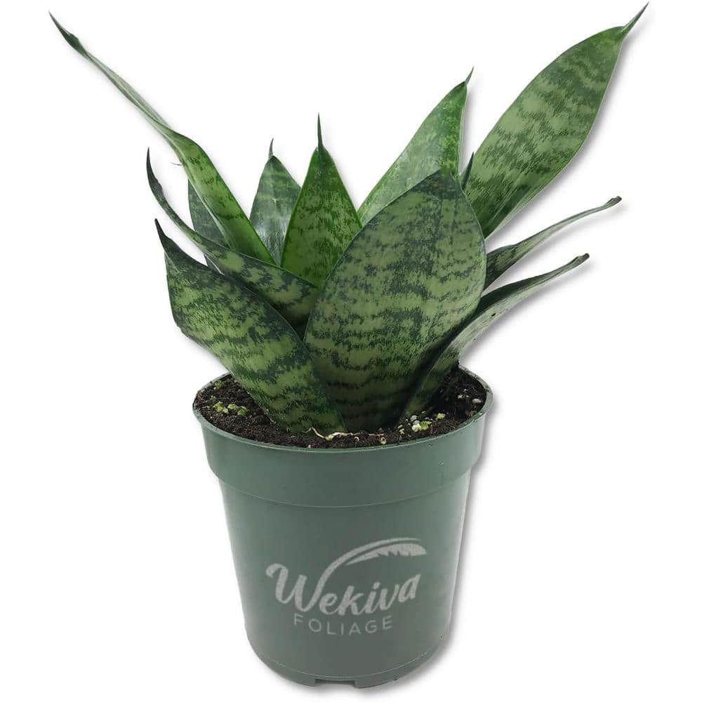 Green Snake Plant-Live Plant in 4 in. Growers Pot-Sansevieria Trifasciata 'Green Hahnii'-Indoor Houseplants price history on PriceWatchPro