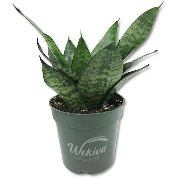 Green Snake Plant-Live Plant in 4 in. Growers Pot-Sansevieria Trifasciata 'Green Hahnii'-Indoor Houseplants