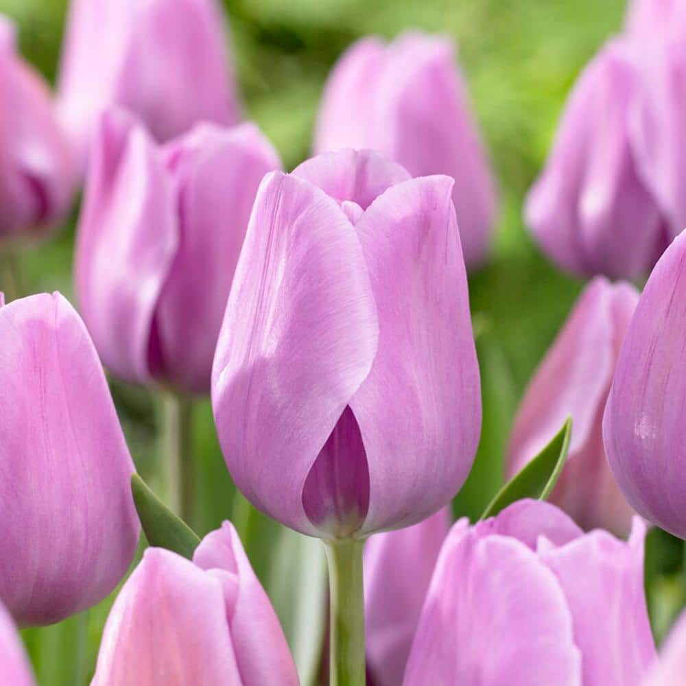 12/+ cm, Lavender Alibi Triumph Tulip Flower Bulbs (Bag of 100) price history on PriceWatchPro