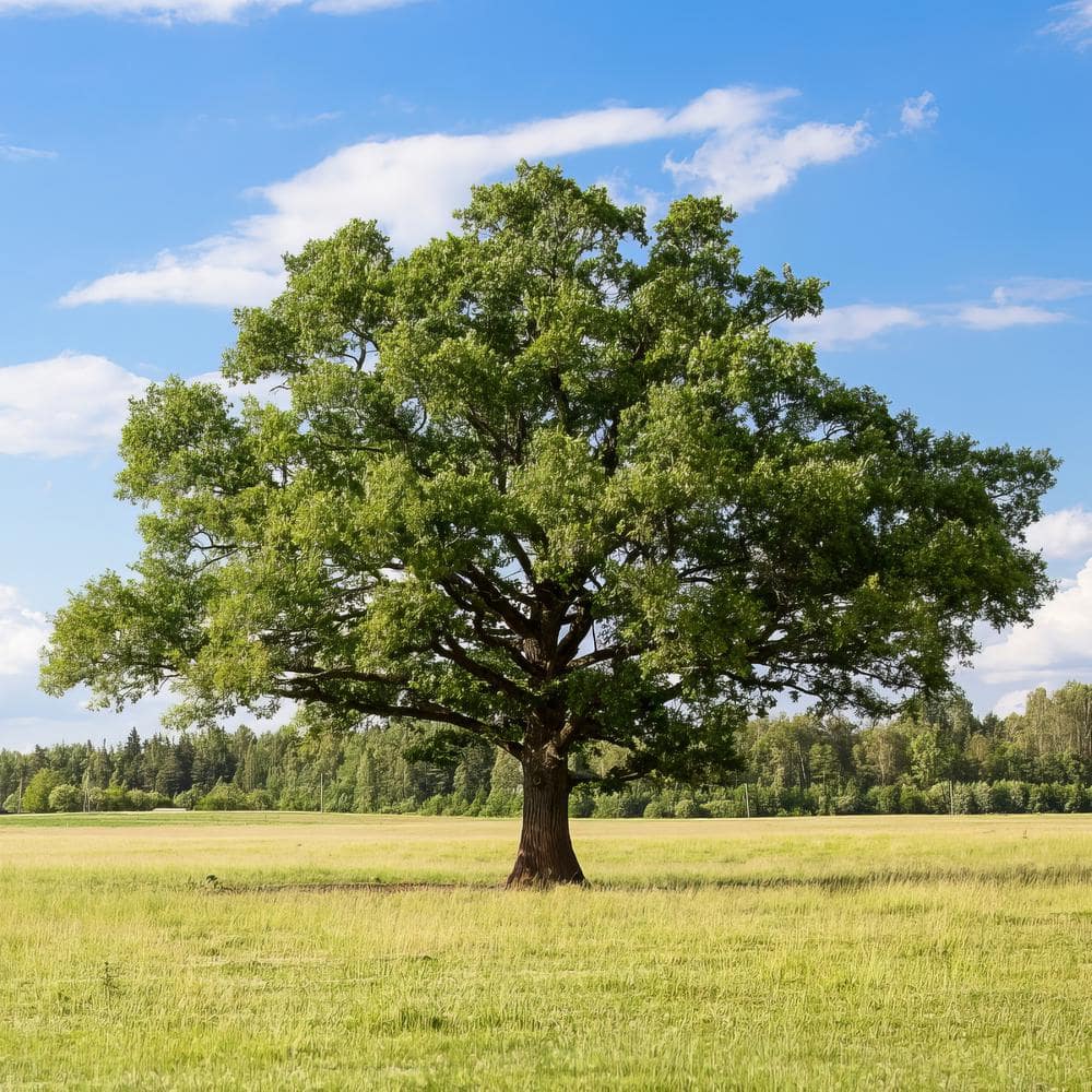 Overcup Oak Tree 2.25 Gallon Packaged for Full Sun