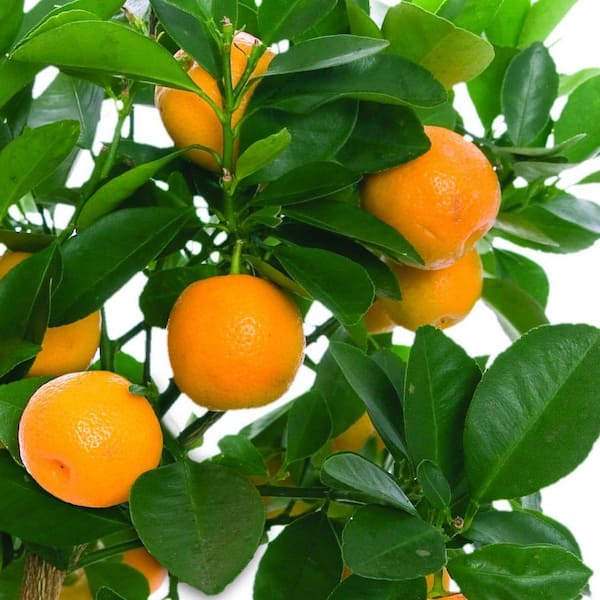 Bloomsz Orange Tree in Decorative Planter