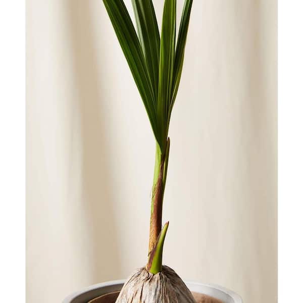 Wekiva Foliage Coconut Palm-Live Plant in a 6 in. Growers Pot-Cocos  Nucifera-Ornamental Palm Trees of Florida CocoPalm6x1 - The Home Depot