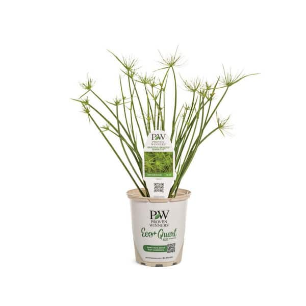 4.5 in. Qt. Graceful Grasses Queen Tut Dwarf Papyrus (Cyperus Prolifer) Live Annual Plant with Green Foliage