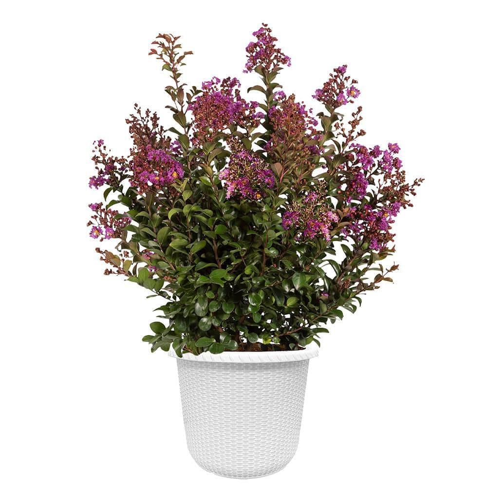FIRST EDITIONS 2 Gal. Purple Magic Crape Myrtle Shrub with Purple