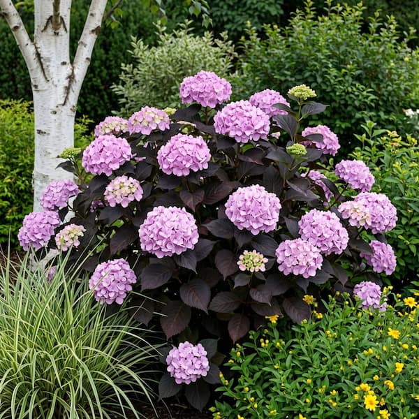 national PLANT NETWORK 3 gal. Hydrangea Midnight Rider Live Shrub