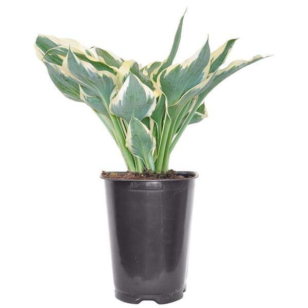 Costa Farms Hosta Outdoor Plant in 2.5 Qt. Grower's Pot, Avg. Shipping Height 1-2 ft. Tall
