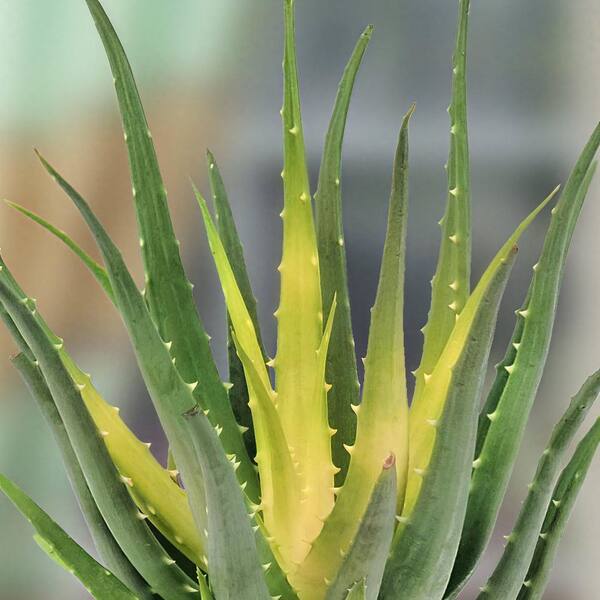 aloe vera feuchtigkeitscreme s Buy Jason Moisturizing Skin Creme with 84% Aloe Vera Gel - 4 ozs main image 0