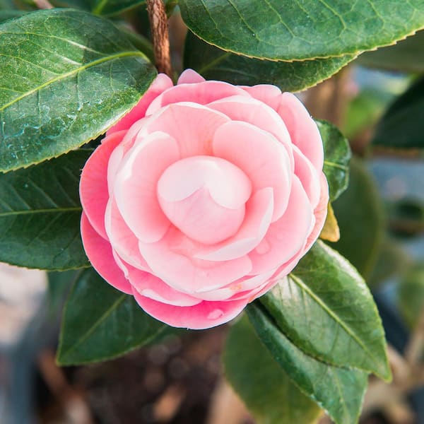 Perfect Plants 3. Gal Pink Perfection Camellia Flowering Shrub (2-Pack)