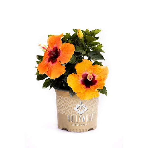 PROVEN WINNERS 1 Gal. Hollywood Disco Diva Orange and Fuchsia Flower Annual Hibiscus Plant