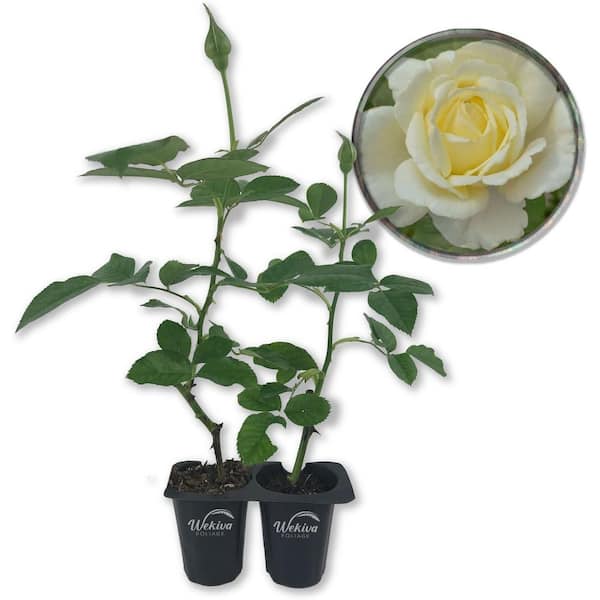 Pope John Paul II Rose Bush 4-Live Starter Plants in 2 in. Pots-Beautifully Fragrant Heirloom Rose from Florida