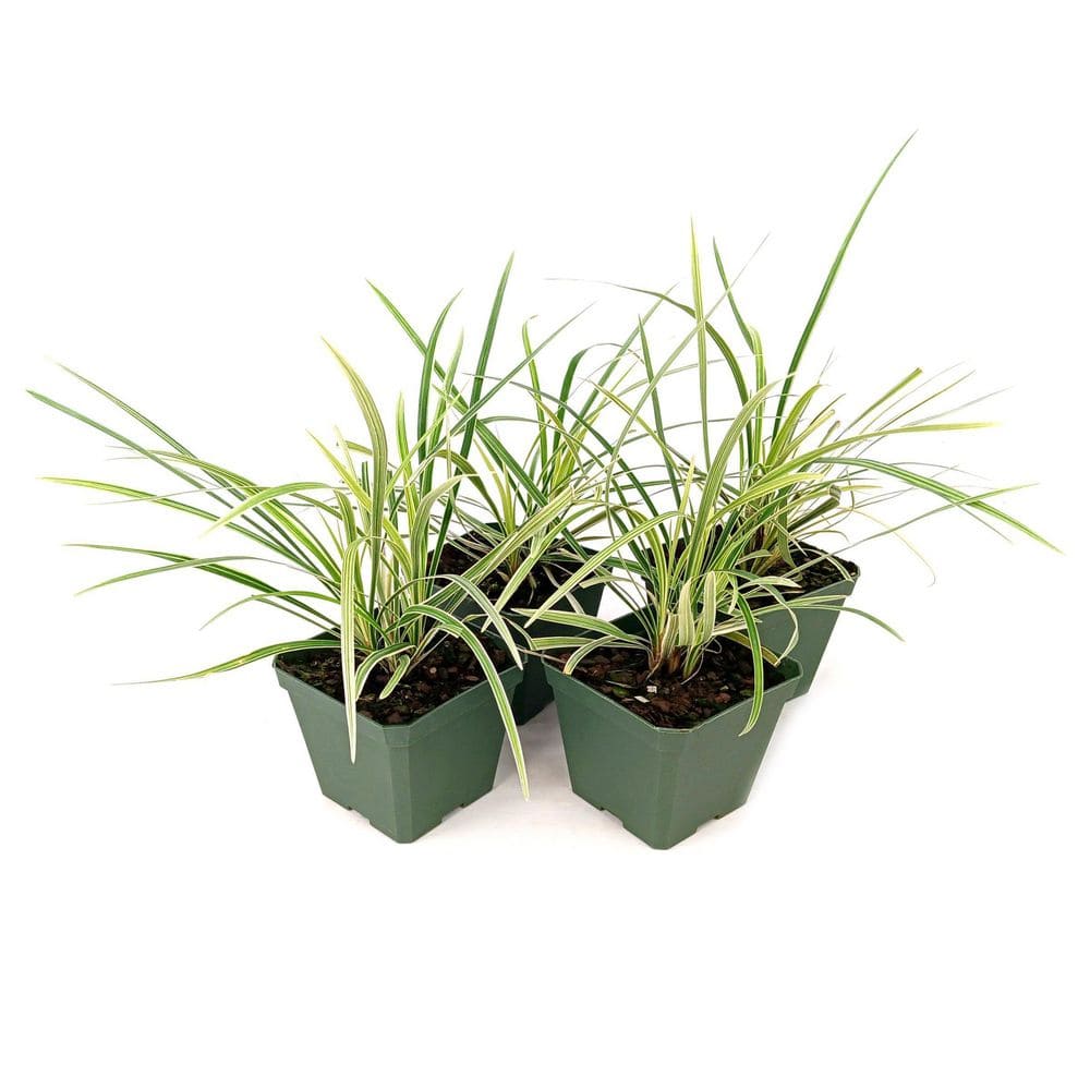 4 in. Aztec Grass Liriope Plant (4-Pack) price history on PriceWatchPro