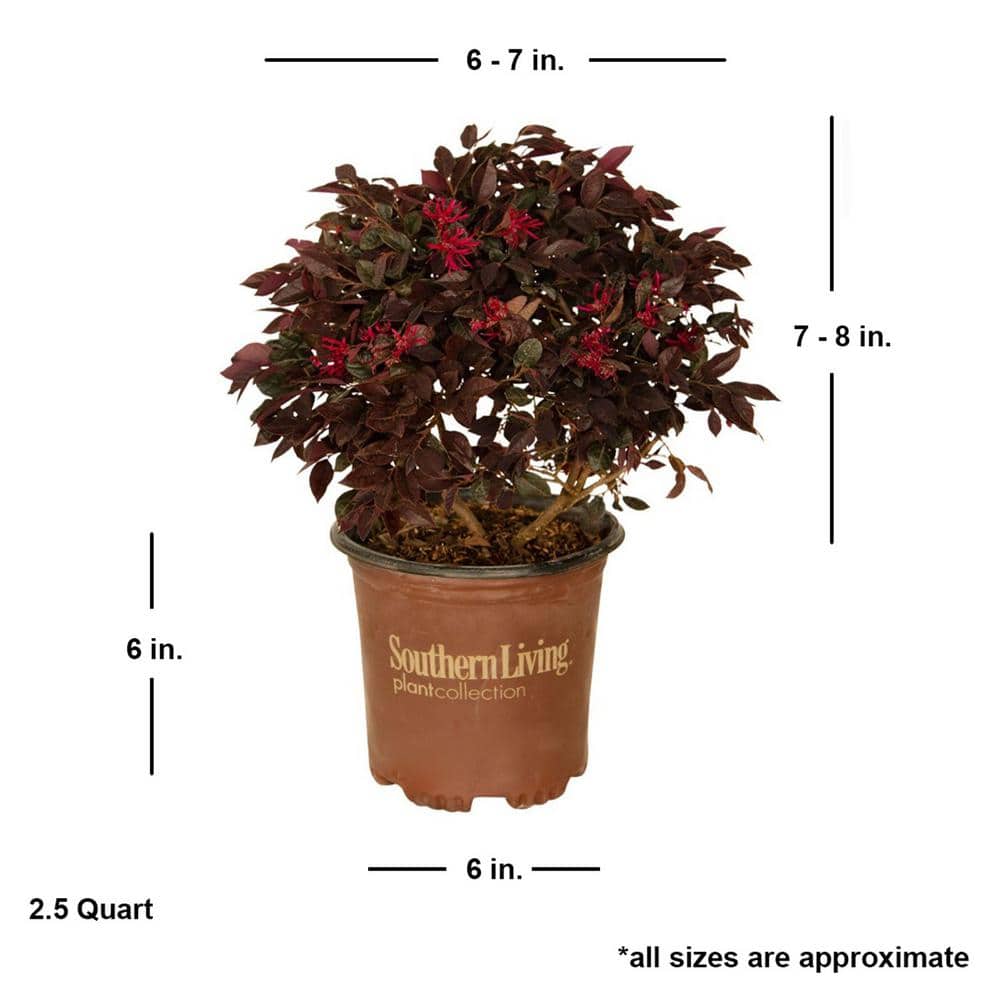 2.5 Qt. Purple Daydream Dwarf Loropetalum, Evergreen Shrub with Purple Foliage, Pink Ribbon Blooms - Thumbnail 3