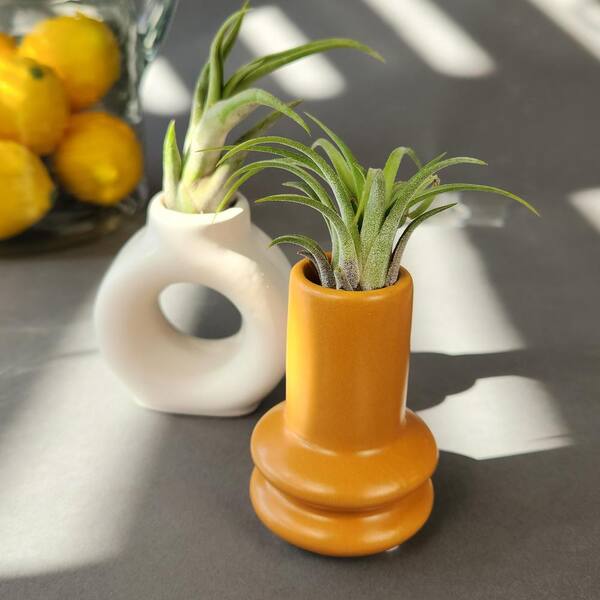 Altman Plants Air Plant Gift (2-pack) White & Gold Pots, Easy Pet-Safe House Plant Dcor, Size: 1oz