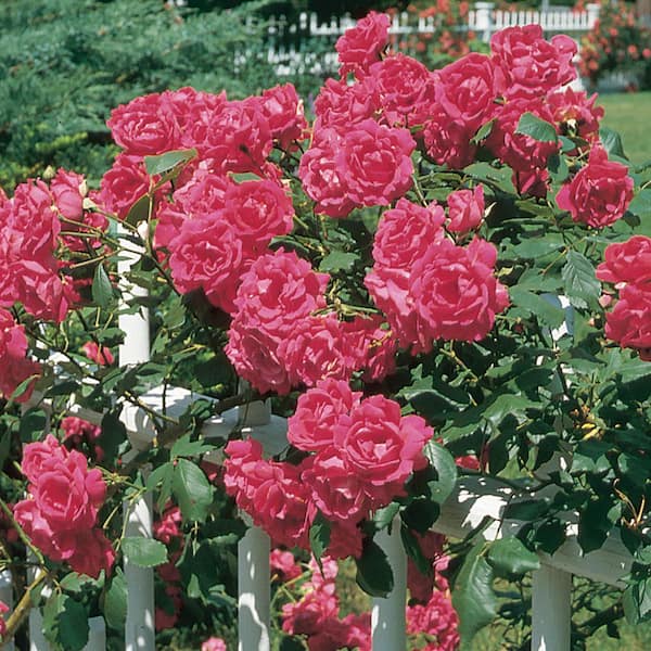 ALTMAN PLANTS 2.6 Gal. Rose Climber/Trellis with Assorted Colors Flowers