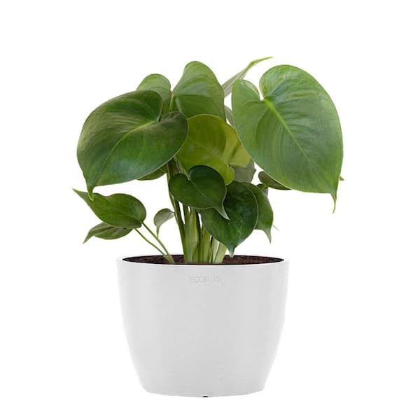 United Nursery Little Monstera Deliciosa Split Leaf Philodendron Swiss  Cheese Plant in 6 inch Premium Sustainable Pure White Pot MDELICIOSA6SHPW -  The Home Depot