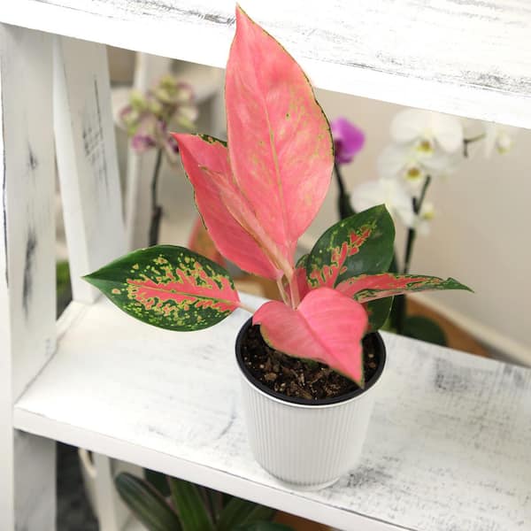 ALTMAN PLANTS Decorative Aglaonema 'China Red' Houseplant