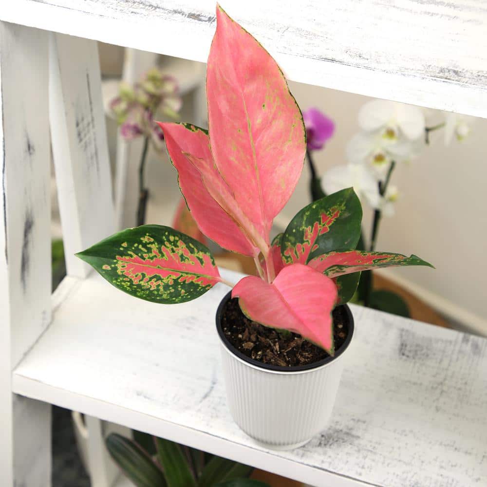 Aglaonema China Red Pink Indoor Houseplant in White Pot