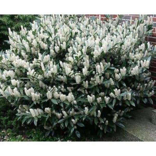 1 Gal. Cherry Laurel Otto Luyken Shrub Hardy, Fragrant, Beautful Shrub Perfect for Hedge Plantings