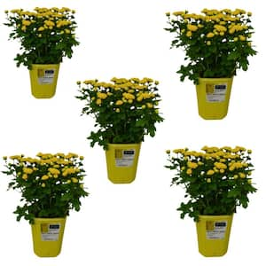 QT Garden Chrysanthemum Plant Yellow Shades (5-Pack)