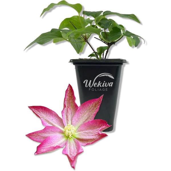 Clematis Asao-Live Starter Plant in a 2 Inch Growers Pot-Starter Plants-Bold and Beautiful Flowering Vine