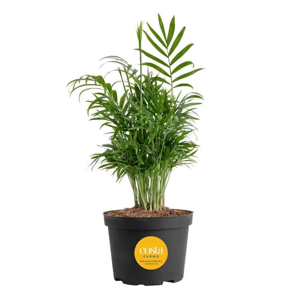 Costa Farms Neanthebella Indoor Palm in 6 in. Grower Pot, Avg. Shipping Height 1-2 ft. Tall