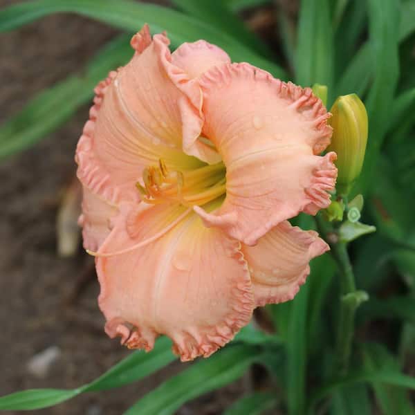 national PLANT NETWORK Bareroot Daylily On and On Perennial Plant with Peach Flowers (3-Pack)