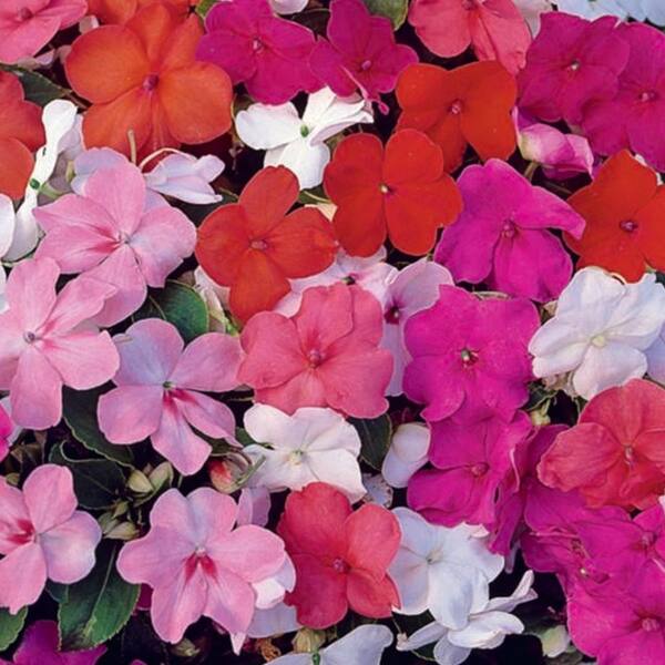 フォスフォシデライト♡キャンディフラワーカービング✴︎14kgfピアスP326 Ferry-Morse Impatiens Tropical Fizz Hybrid Pelleted Flower Seeds