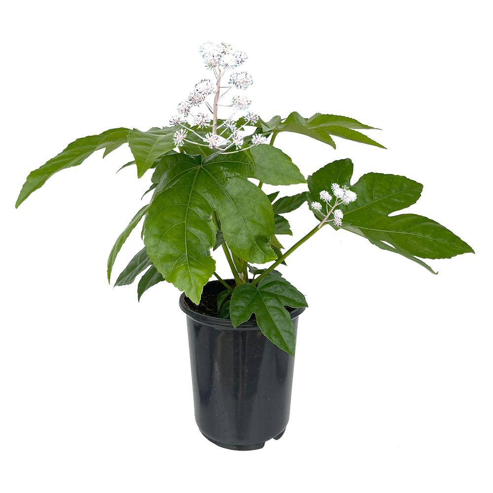 2.5 Qt. Fatsia Japonica Perennial Plant with White Flowers-1 Pack