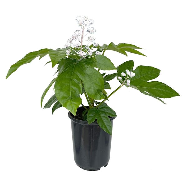 Unbranded - 2.5 Qt. Fatsia Japonica Perennial Plant with White Flowers-1 Pack