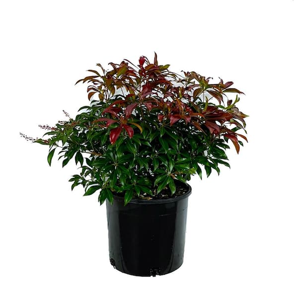 Unbranded 2 Gal. Katsura Pieris Live Shrub with Pink Flowers