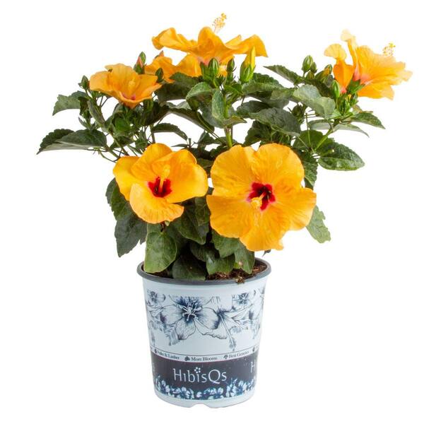 thumbnail image 2 of Yellow Hibiscus Bush Dwarf - Tropical Plant 10-12 Inch Height In 1 Gallon Pot 2 of 4