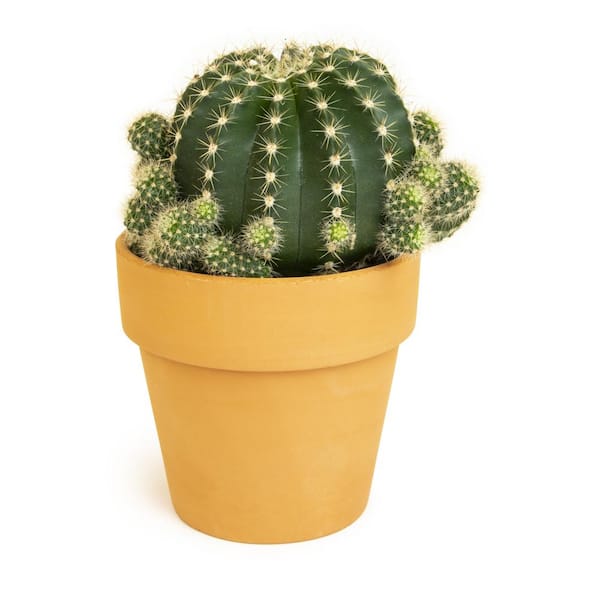 SMART PLANET 9 cm Cactus in Terra Cotta Clay Pot