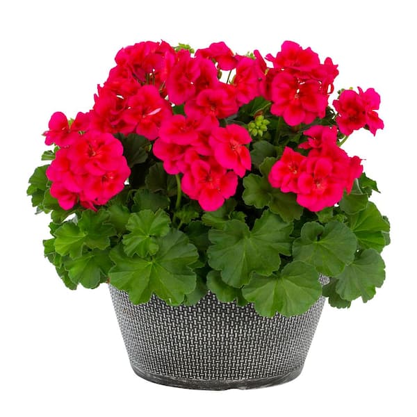 METROLINA GREENHOUSES 1 Gal. Geranium Red and Pink Bicolor in ...