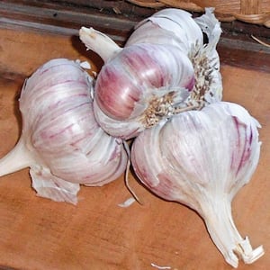 Inchelium Red Softneck Garlic Bulb (1-Pack)