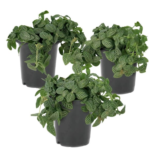 6 in - Indoor Plants - The Home Depot