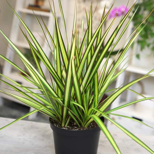 Altman Plants Dracaena Marginata 'Sunray' Dragon Tree Live Indoor Houseplant 6 in. Grower Pot