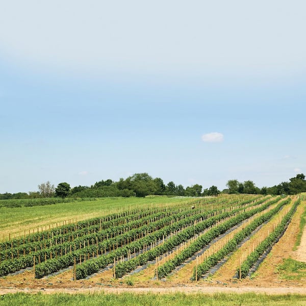 72 in. Pointed Wood Garden Stake