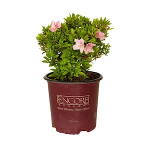 2 Gal. Autumn Sweetheart - Pink Re-Blooming Compact Evergreen Shrub