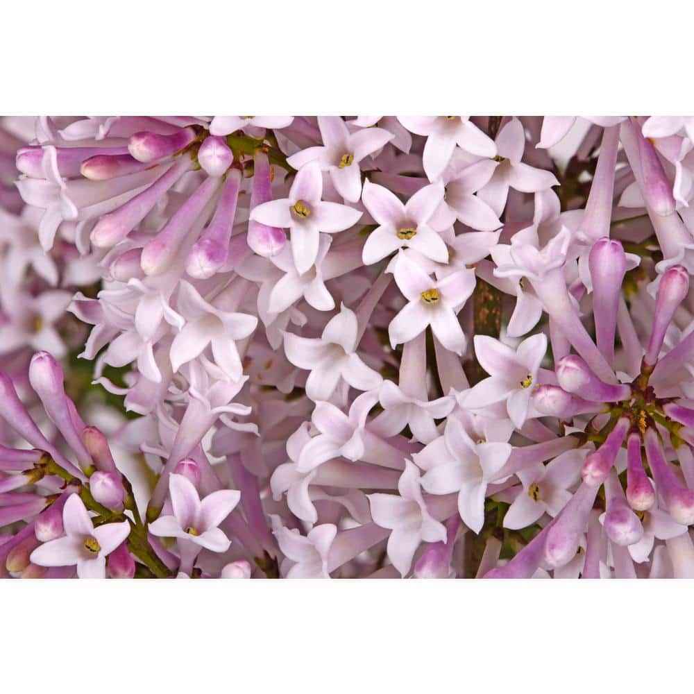 BELL NURSERY 3 Gal. Miss Kim Lilac Flowering Live Shrub with Purple ...