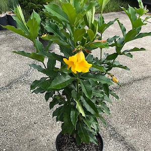 3 Gal. Allamanda Bush Shrub with Golden Flowers