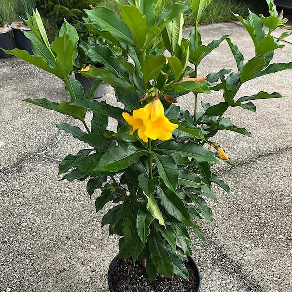 OnlinePlantCenter 3 Gal. Allamanda Bush Shrub with Golden Flowers