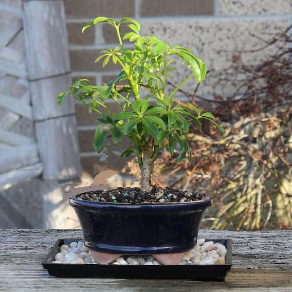 brussel's BONSAI Dwarf Hawaiian Umbrella Bonsai Tree Indoor Plant