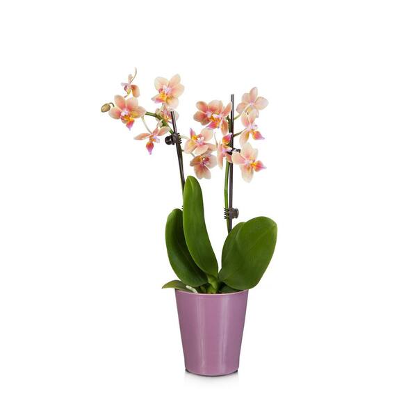Just Add Ice Salmon 3 in. Holiday Orchid Plant in Ceramic Pot
